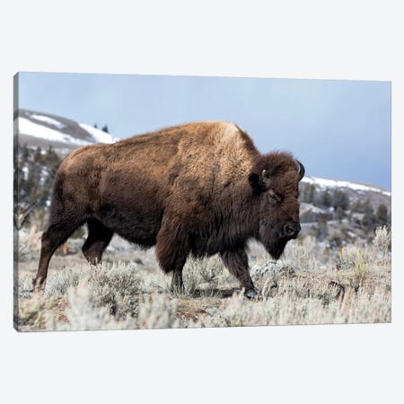 Usa, Wyoming, Yellowstone National Park. Bison walking through the sage and rocky terrain. Canvas Print #EGO66} by Ellen Goff Canvas Artwork