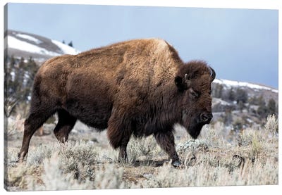 Usa, Wyoming, Yellowstone National Park. Bison walking through the sage and rocky terrain. Canvas Art Print