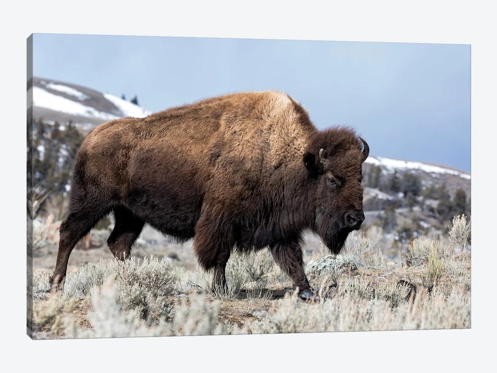 Usa, Wyoming, Yellowstone National Park. Bison walking through the sage and rocky terrain. by Ellen Goff 1-piece Canvas Wall Art