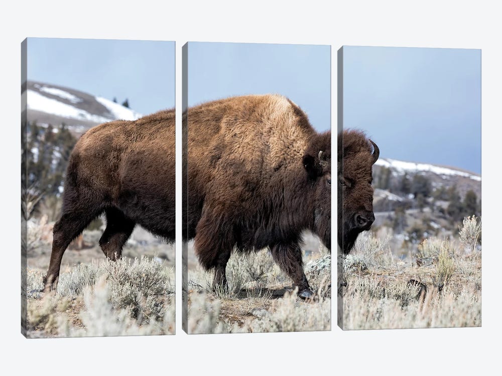 Usa, Wyoming, Yellowstone National Park. Bison walking through the sage and rocky terrain. by Ellen Goff 3-piece Canvas Wall Art