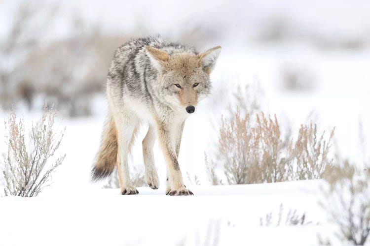 Usa, Wyoming, Yellowstone National Park. Portrait of a coyote in sage and snow.