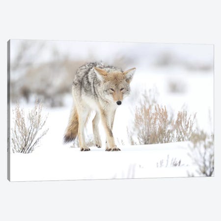 Usa, Wyoming, Yellowstone National Park. Portrait of a coyote in sage and snow. Canvas Print #EGO67} by Ellen Goff Canvas Art