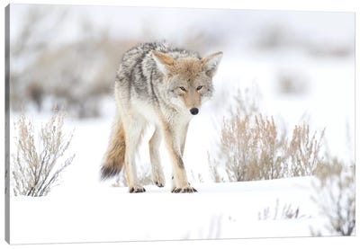 Usa, Wyoming, Yellowstone National Park. Portrait of a coyote in sage and snow. Canvas Art Print