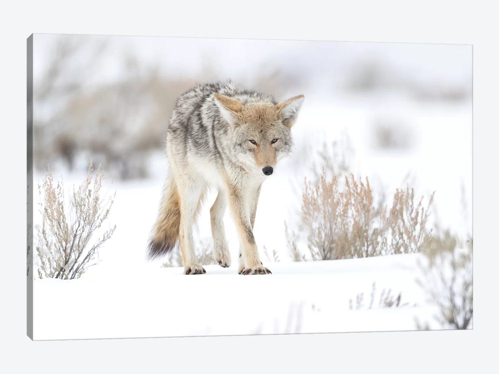 Usa, Wyoming, Yellowstone National Park. Portrait of a coyote in sage and snow. by Ellen Goff 1-piece Art Print