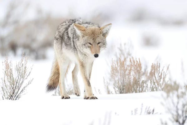 Ellen Goff: Usa, Wyoming, Yellowstone National Park. Portrait of a coyote in sage and snow. by Ellen Goff