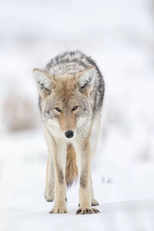 USA, Wyoming, Yellowstone National Park. Portrait of a coyote in the sage and snow.