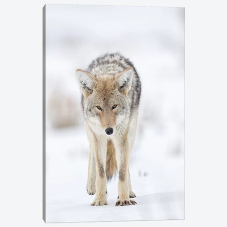 USA, Wyoming, Yellowstone National Park. Portrait of a coyote in the sage and snow. Canvas Print #EGO68} by Ellen Goff Canvas Print