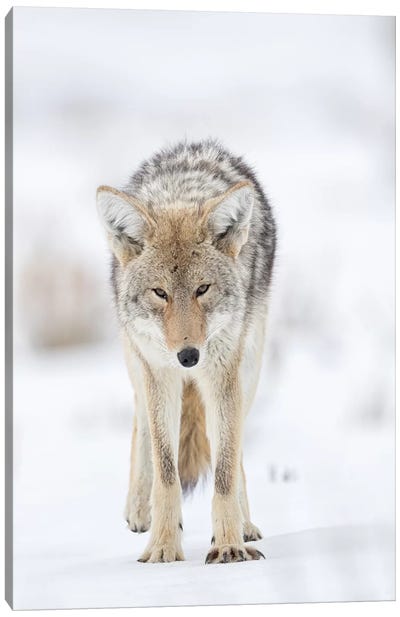 USA, Wyoming, Yellowstone National Park. Portrait of a coyote in the sage and snow. Canvas Art Print - Coyote Art