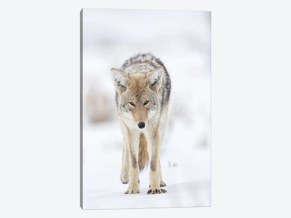 USA, Wyoming, Yellowstone National Park. Portrait of a coyote in the sage and snow. by Ellen Goff 1-piece Canvas Art