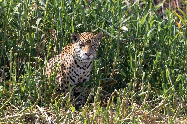 Brazil, The Pantanal, Rio Cuiaba, A female jaguar sits on the river bank watching for prey.