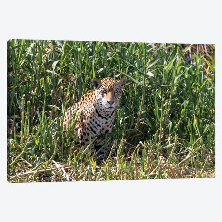 Brazil, The Pantanal, Rio Cuiaba, A female jaguar sits on the river bank watching for prey. Canvas Print #EGO6} by Ellen Goff Canvas Wall Art