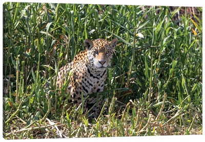 Brazil, The Pantanal, Rio Cuiaba, A female jaguar sits on the river bank watching for prey. Canvas Art Print - Jaguar Art