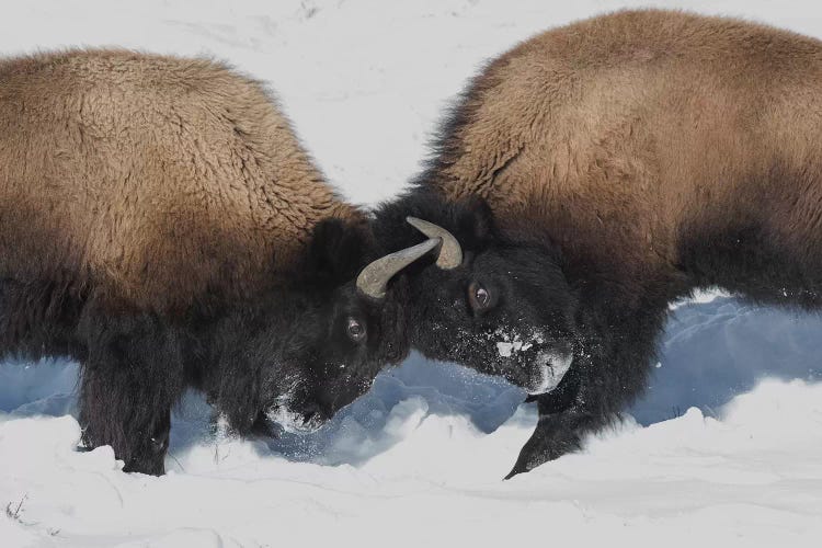 Wyoming, Yellowstone National Park. Two young bison headbutting each other testing their strength.