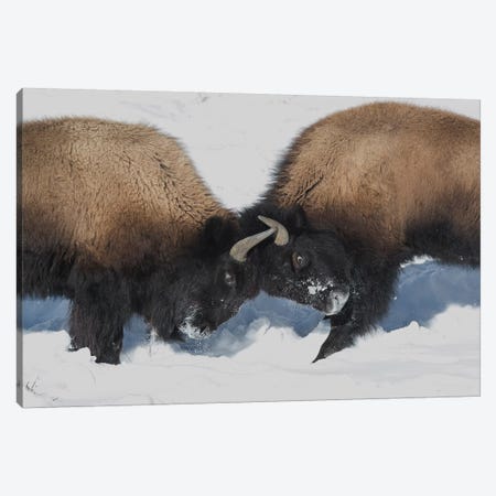 Wyoming, Yellowstone National Park. Two young bison headbutting each other testing their strength. Canvas Print #EGO70} by Ellen Goff Canvas Art