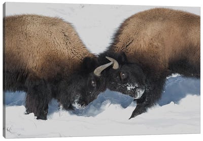 Wyoming, Yellowstone National Park. Two young bison headbutting each other testing their strength. Canvas Art Print