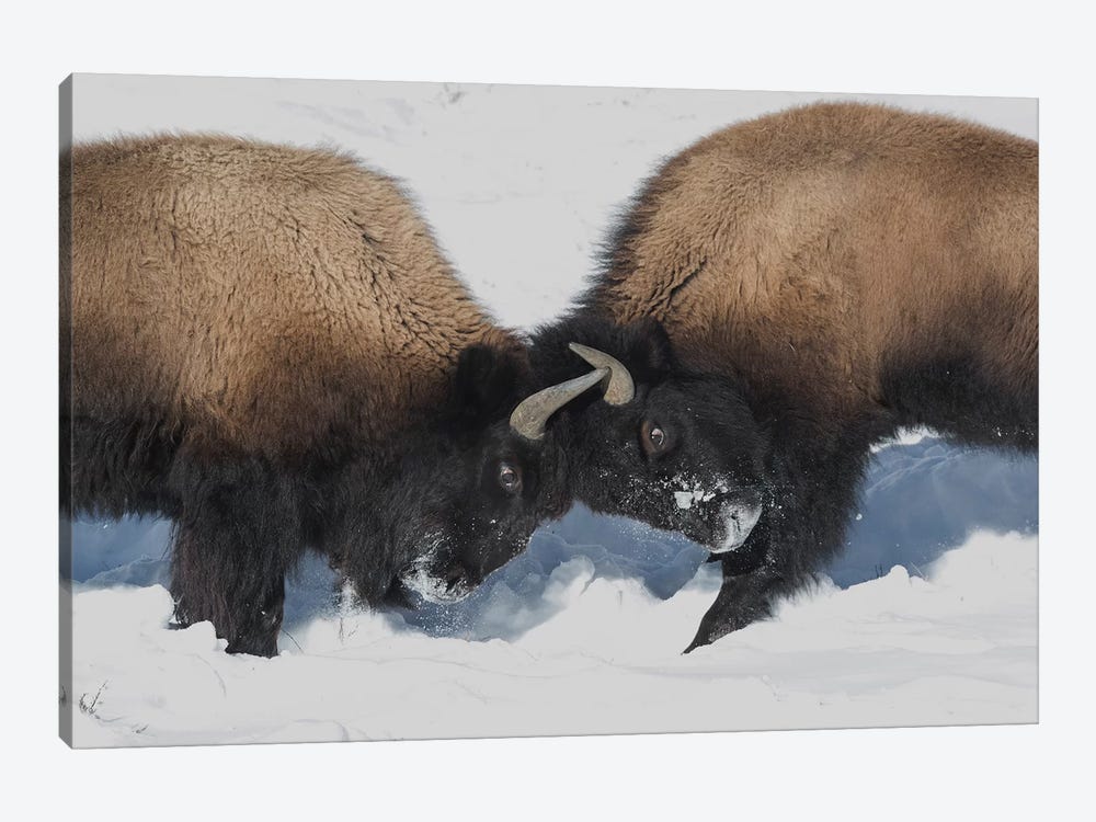 Wyoming, Yellowstone National Park. Two young bison headbutting each other testing their strength. by Ellen Goff 1-piece Canvas Art Print