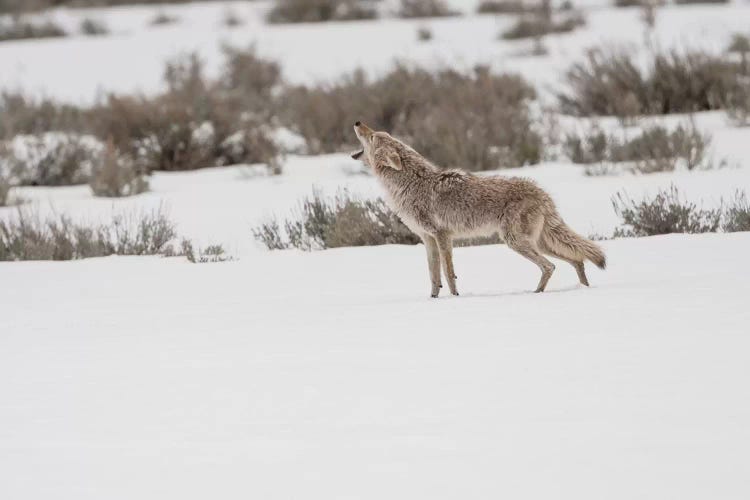 Wyoming, Yellowstone NP, Lamar Valley. A coyote (Canis latrans) howling to ward off a nearby wolf.