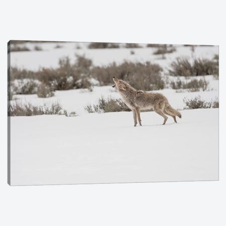 Wyoming, Yellowstone NP, Lamar Valley. A coyote (Canis latrans) howling to ward off a nearby wolf. Canvas Print #EGO71} by Ellen Goff Canvas Art