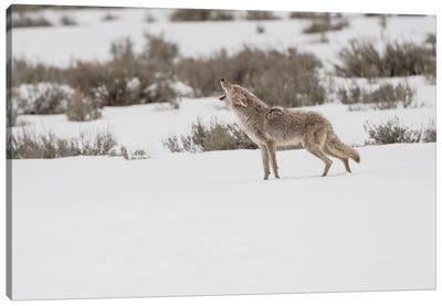 Wyoming, Yellowstone NP, Lamar Valley. A coyote (Canis latrans) howling to ward off a nearby wolf. Canvas Art Print - Coyote Art