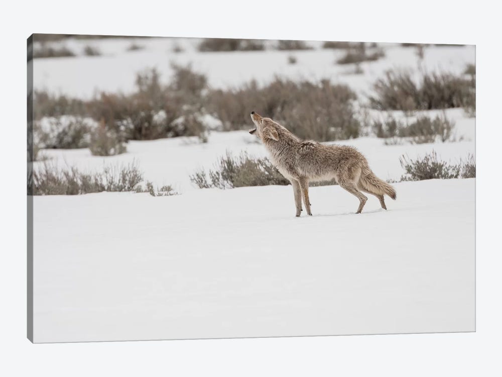 Wyoming, Yellowstone NP, Lamar Valley. A coyote (Canis latrans) howling to ward off a nearby wolf. by Ellen Goff 1-piece Canvas Art