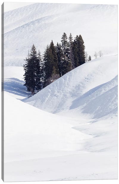 Wyoming, Yellowstone NP, Lamar Valley. Winter scene of the trees among the hills Canvas Art Print