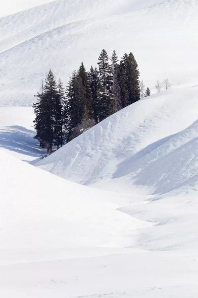 Lamar Valley. Winter Scene Of The Trees Among The Hills. Wyoming, Yellowstone National Park