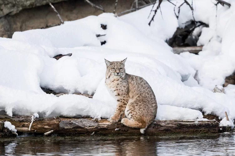 Wyoming, Yellowstone NP, Madison River, bobcat. A bobcat hovering alongside the Madison River