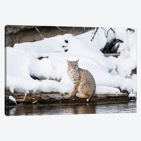 Wyoming, Yellowstone NP, Madison River, bobcat. A bobcat hovering alongside the Madison River Canvas Print #EGO73} by Ellen Goff Canvas Artwork