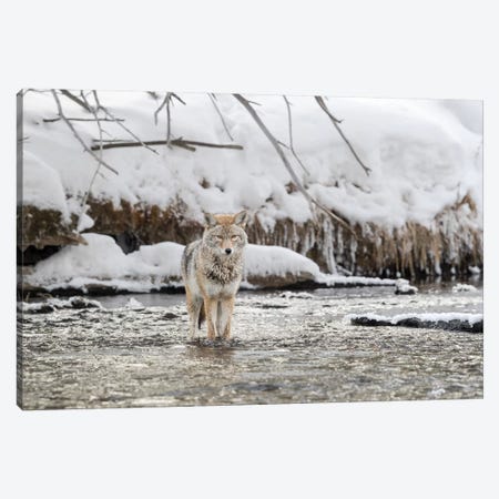 Wyoming, Yellowstone NP, Madison River. A coyote standing in the Madison River  Canvas Print #EGO74} by Ellen Goff Canvas Art Print