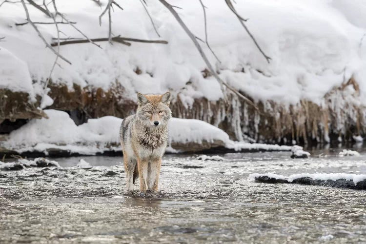 Wyoming, Yellowstone NP, Madison River. A coyote standing in the Madison River 