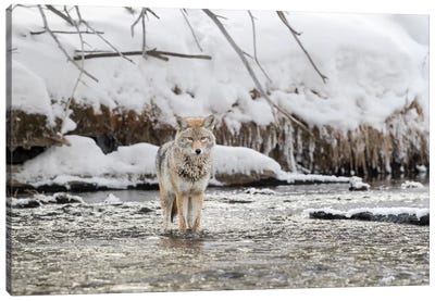 Wyoming, Yellowstone NP, Madison River. A coyote standing in the Madison River  Canvas Art Print - Yellowstone National Park Art