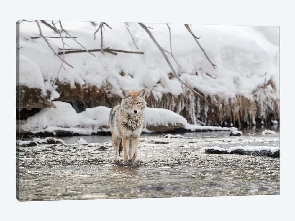 Wyoming, Yellowstone NP, Madison River. A coyote standing in the Madison River  by Ellen Goff 1-piece Canvas Art Print