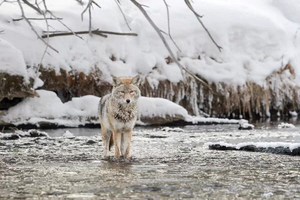 Ellen Goff: Wyoming, Yellowstone NP, Madison River. A coyote standing in the Madison River  by Ellen Goff