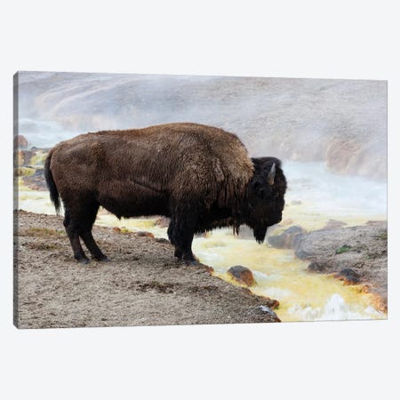 Wyoming, Yellowstone NP, Midway Geyser Basin. American bison standing near the warm water Canvas Print #EGO75} by Ellen Goff Canvas Art Print