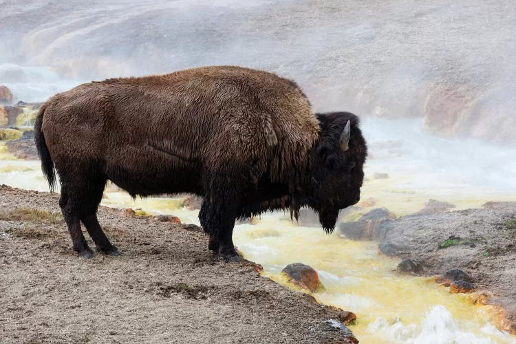 Wyoming, Yellowstone NP, Midway Geyser Basin. American bison standing near the warm water