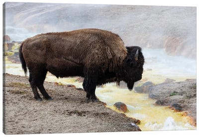 Wyoming, Yellowstone NP, Midway Geyser Basin. American bison standing near the warm water Canvas Art Print