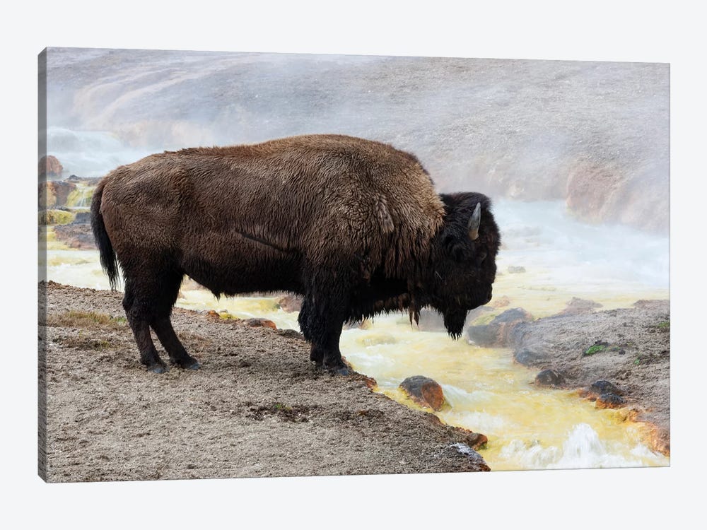Wyoming, Yellowstone NP, Midway Geyser Basin. American bison standing near the warm water by Ellen Goff 1-piece Canvas Art