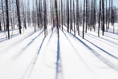 Wyoming, Yellowstone NP, near Midway Geyser Basin. Frosty trees cast their shadows by Ellen Goff framed canvas print