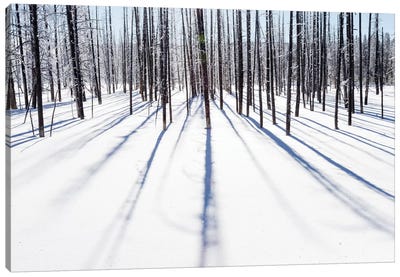 Wyoming, Yellowstone NP, near Midway Geyser Basin. Frosty trees cast their shadows Canvas Art Print