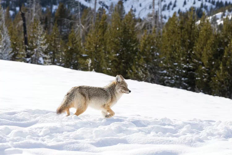 Wyoming, Yellowstone NP. A coyote (Canis latrans) moving through bison footprints in the snow.