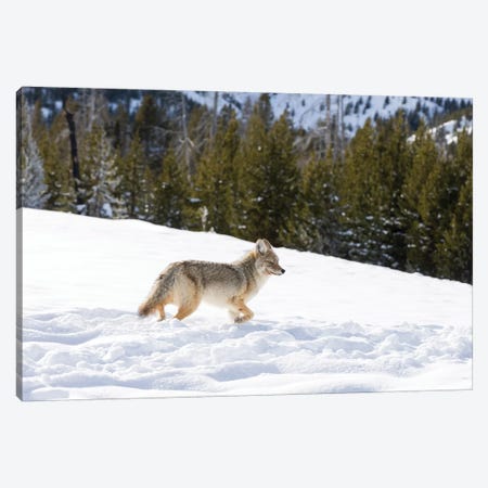 Wyoming, Yellowstone NP. A coyote (Canis latrans) moving through bison footprints in the snow. Canvas Print #EGO77} by Ellen Goff Canvas Print
