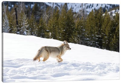 Wyoming, Yellowstone NP. A coyote (Canis latrans) moving through bison footprints in the snow. Canvas Art Print