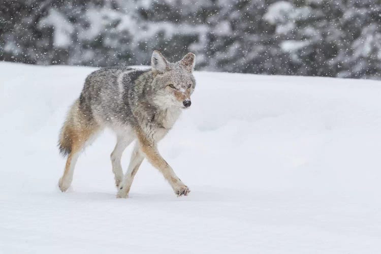 Wyoming, Yellowstone NP. A coyote (Canis latrans) trots along the plowed road in a snowstorm.