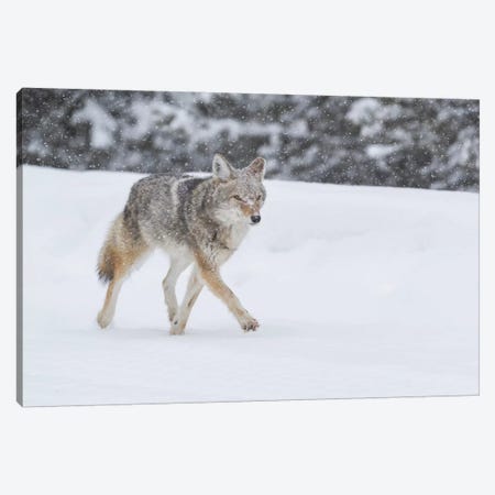 Wyoming, Yellowstone NP. A coyote (Canis latrans) trots along the plowed road in a snowstorm. Canvas Print #EGO78} by Ellen Goff Canvas Artwork