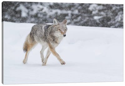 Wyoming, Yellowstone NP. A coyote (Canis latrans) trots along the plowed road in a snowstorm. Canvas Art Print