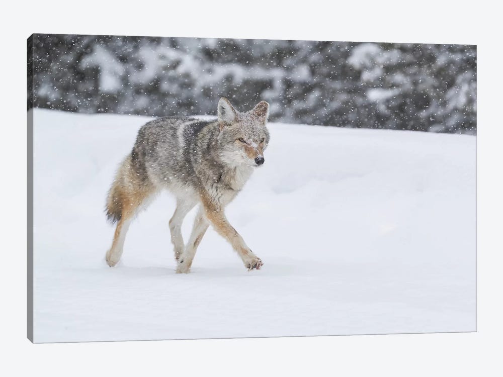 Wyoming, Yellowstone NP. A coyote (Canis latrans) trots along the plowed road in a snowstorm. by Ellen Goff 1-piece Art Print