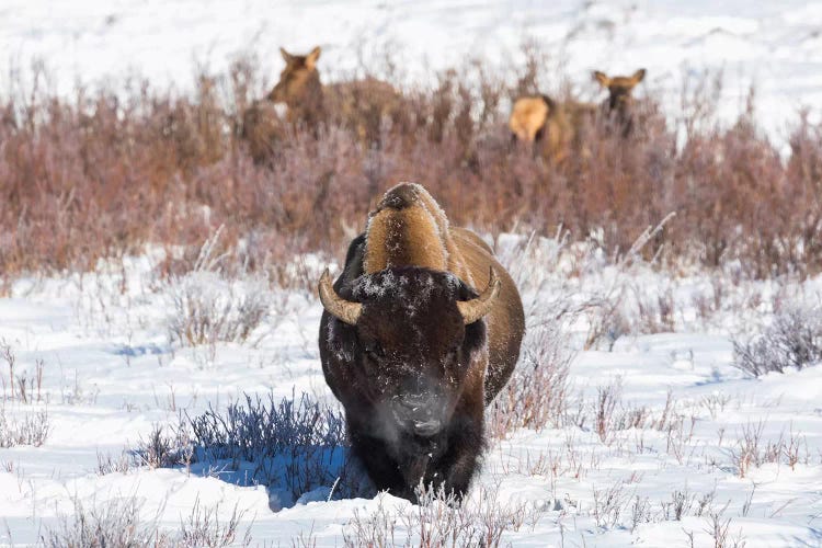 Wyoming, Yellowstone NP. A male bison pauses from eating grass while two female elk browse