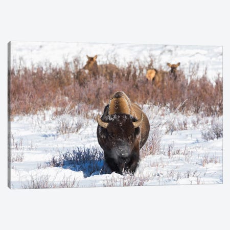 Wyoming, Yellowstone NP. A male bison pauses from eating grass while two female elk browse Canvas Print #EGO79} by Ellen Goff Canvas Artwork