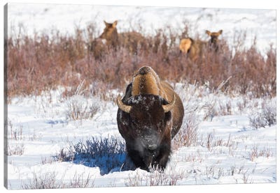 Wyoming, Yellowstone NP. A male bison pauses from eating grass while two female elk browse Canvas Art Print