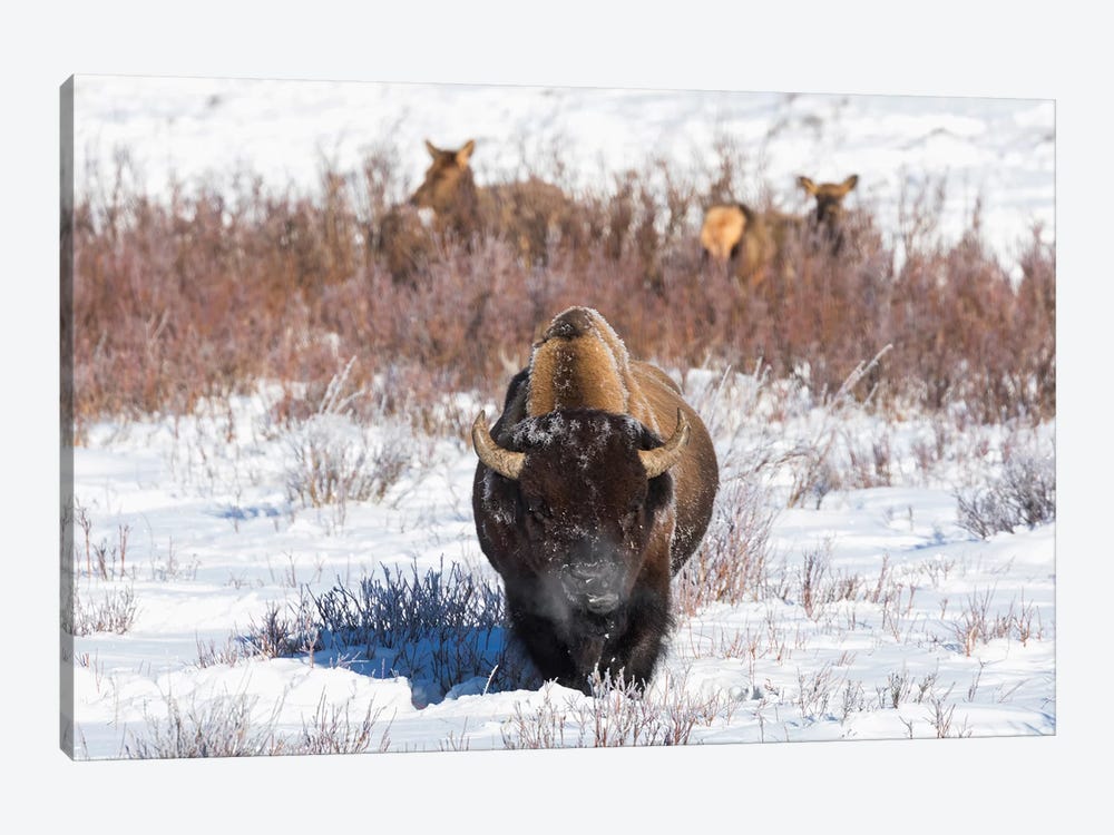Wyoming, Yellowstone NP. A male bison pauses from eating grass while two female elk browse by Ellen Goff 1-piece Canvas Wall Art